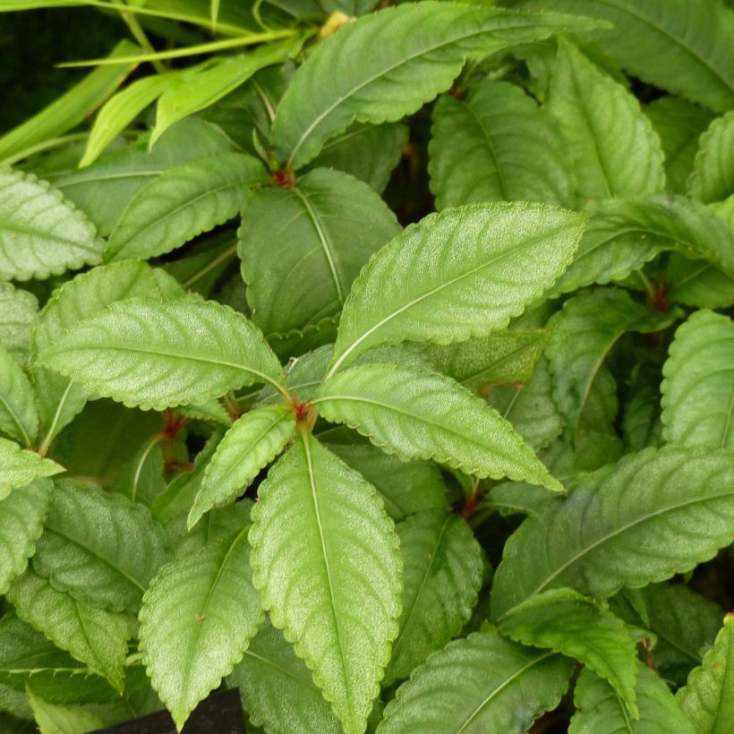 Impatiens omeiana Ice Storm - Springkraut (Laub)