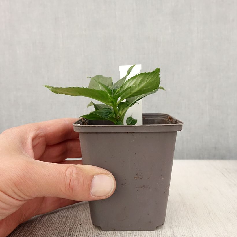 Exemplar von Impatiens SunPatiens compact Blanc - pot de 10/11cm wie im Frühjahr geliefert