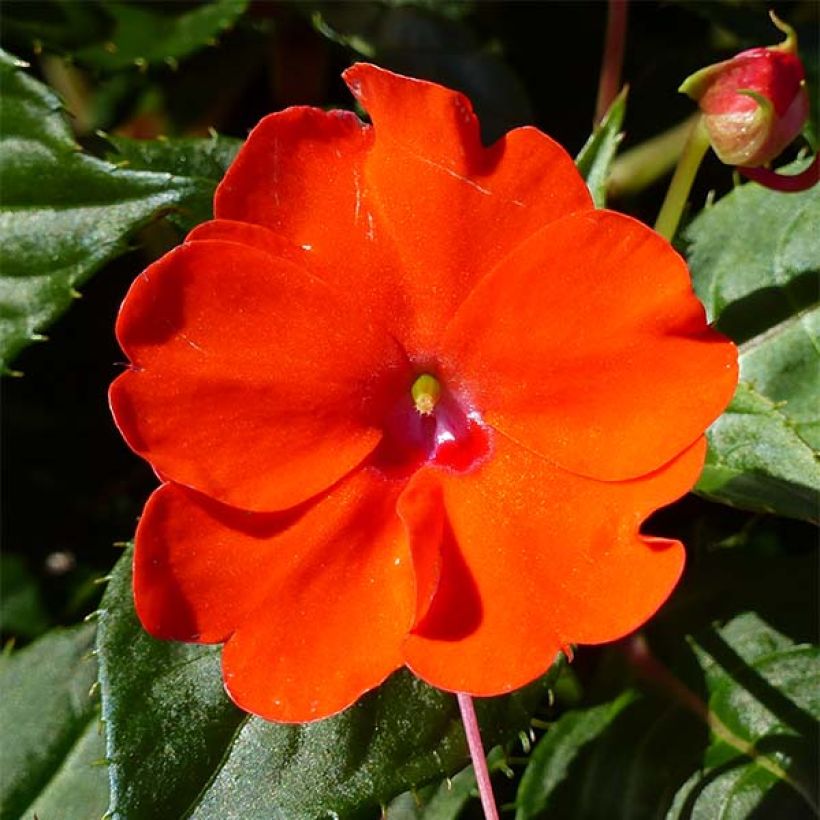 Sonnenlieschen Sunpatiens Compact Electric Orange - Impatiens (Blüte)