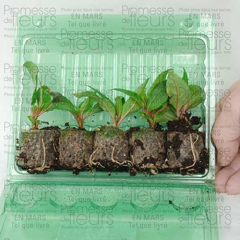 Beispiel eines Exemplars von Sonnenlieschen SunPatiens Compact Purple - Impatiens Mini-Plug Ø 3/4 cm wie geliefert