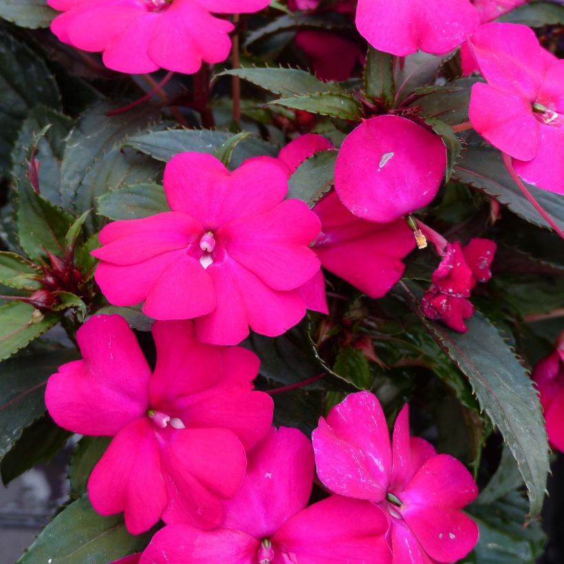 Sonnenlieschen SunPatiens Compact Purple - Impatiens (Blüte)