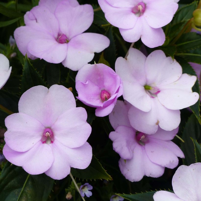 Sonnenlieschen Sunpatiens Compact Orchid Blush - Impatiens (Blüte)