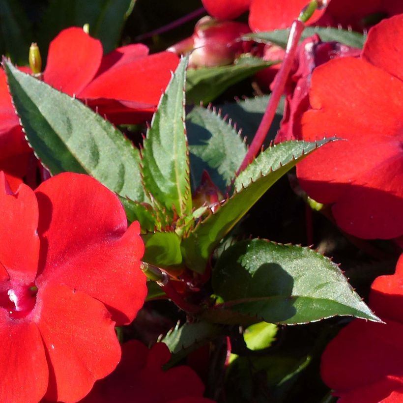 Sonnenlieschen Sunpatiens Compact Red - Impatiens (Laub)