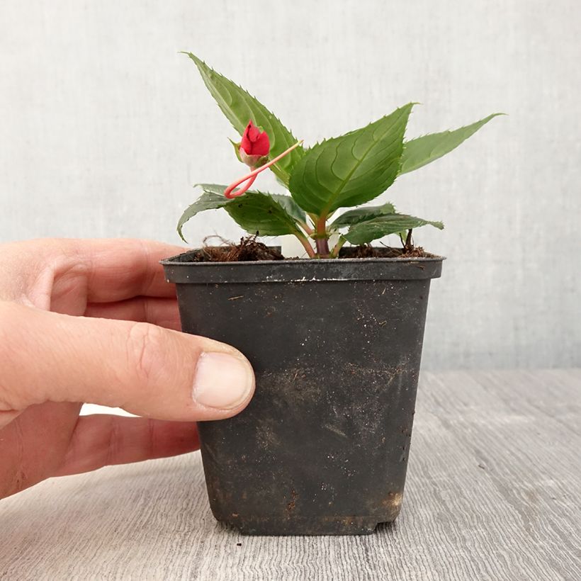 Exemplar von Impatiens SunPatiens Compact Red - pot de 10/11cm wie im Frühjahr geliefert