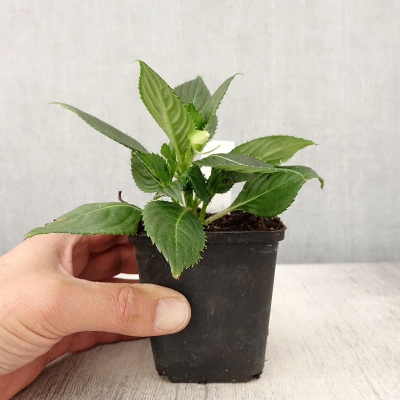 Exemplar von Impatiens SunPatiens Vigorous Clear White - Pot de 10 cm/11cm wie im Frühjahr geliefert