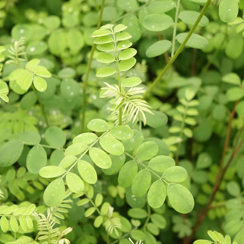 Indigofera heterantha - Himalaya -Indigostrauch (Laub)