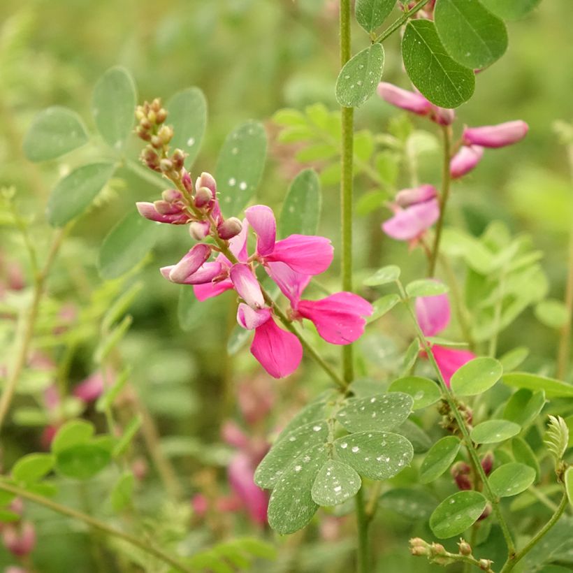 Indigofera heterantha - Himalaya -Indigostrauch (Blüte)