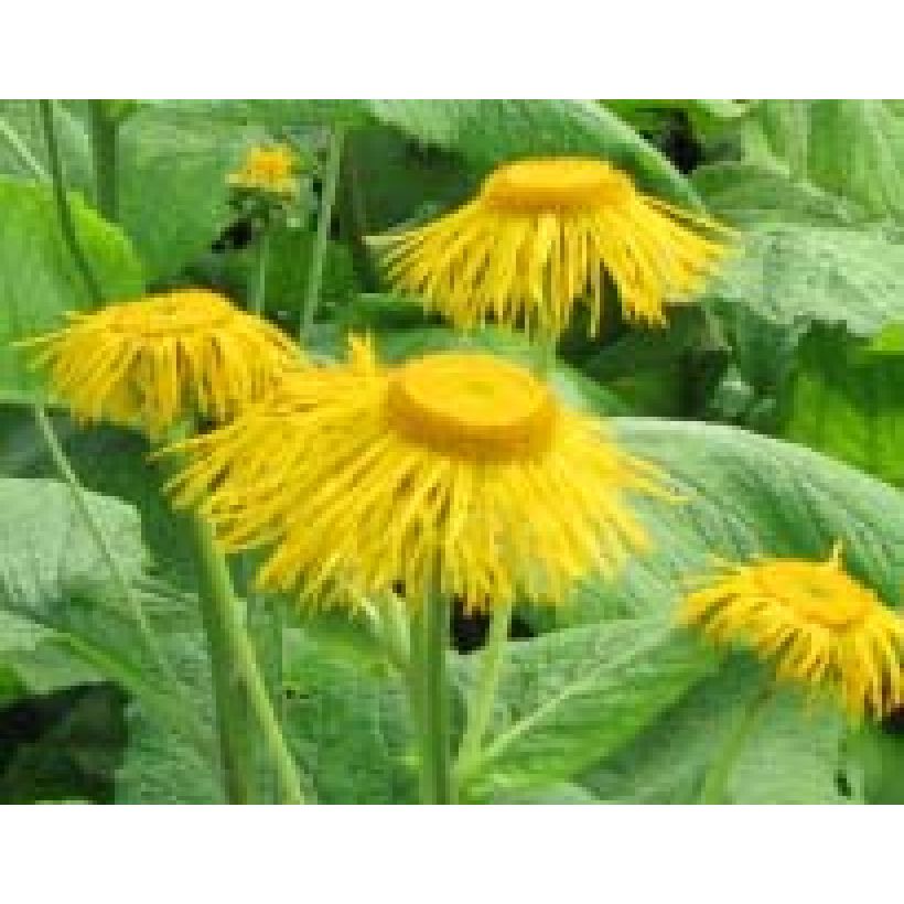 Inula magnifica - Hoher Alant (Blüte)