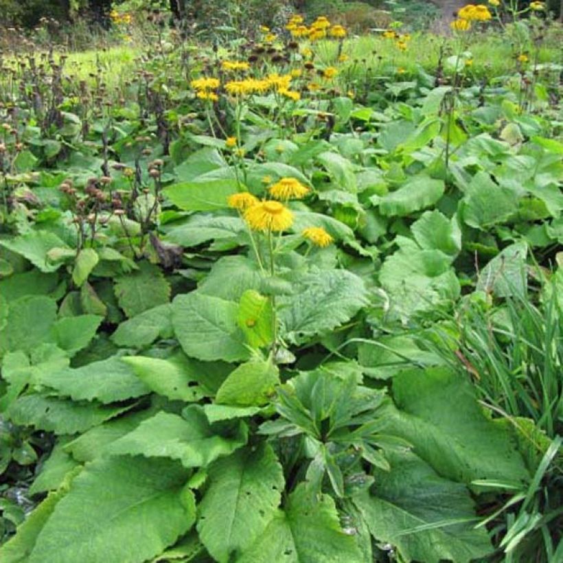 Inula magnifica - Hoher Alant (Hafen)