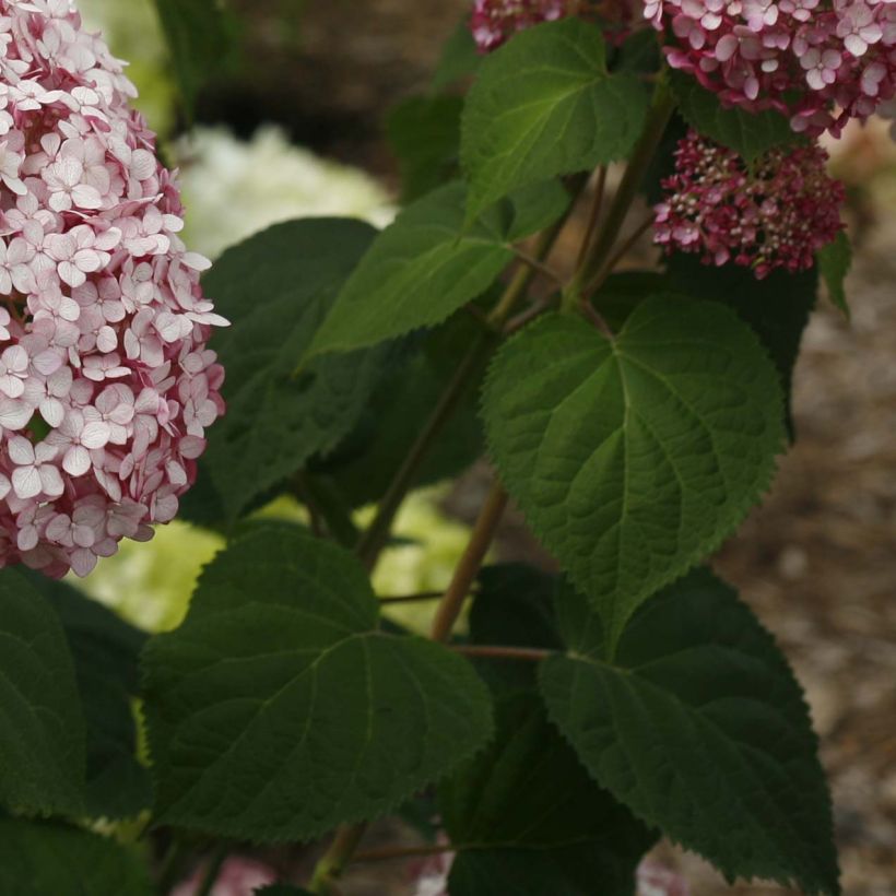 Ballhortensie Sweet Annabelle - Hydrangea arborescens (Laub)