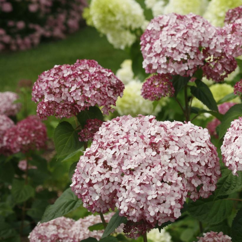 Ballhortensie Sweet Annabelle - Hydrangea arborescens (Blüte)