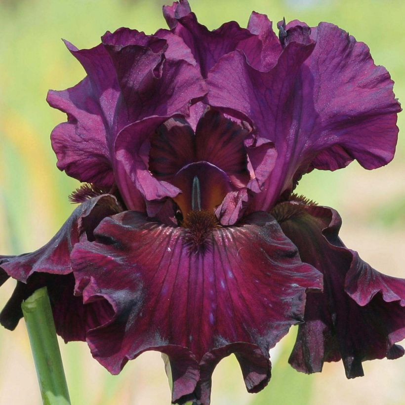 Iris Raspberry Wine - Schwertlilie (Blüte)