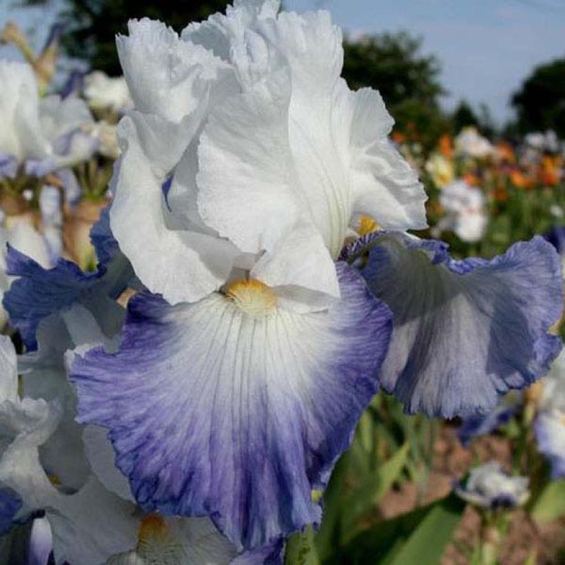 Iris Alizes - Schwertlilie (Blüte)