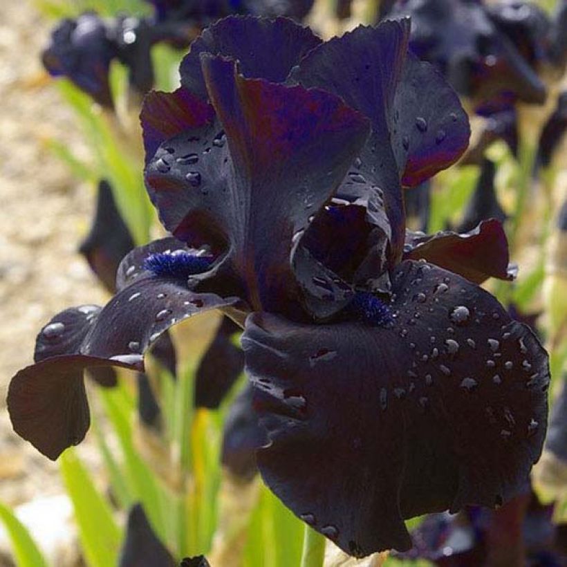 Iris Black Suited - Schwertlilie (Blüte)