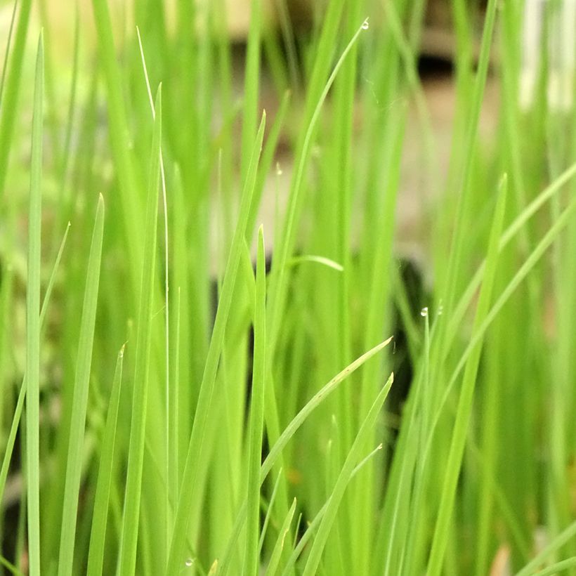 Iris bulleyana - Bulley-Schwertlilie (Laub)