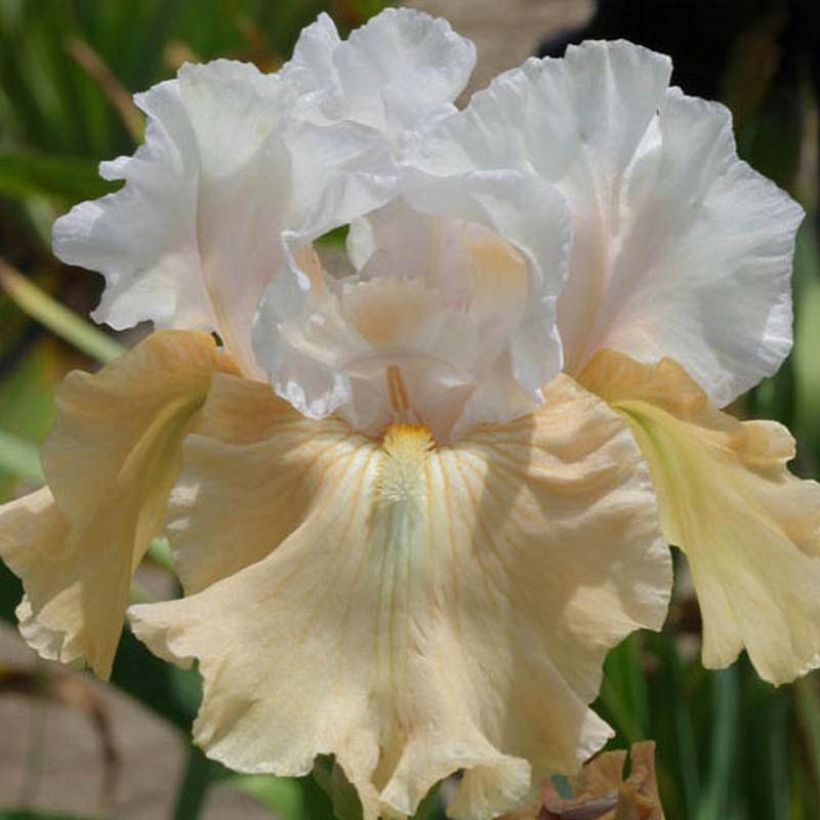 Iris Champagne Frost - Schwertlilie (Blüte)