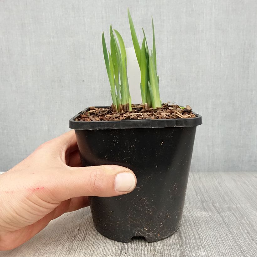 Exemplar von Iris de Sibérie - Iris sibirica Double Standard - Pot de 1,5L/2L wie im Frühjahr geliefert