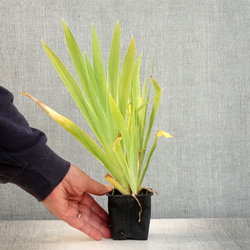 Exemplar von Iris domestica - Belamcanda chinensis - Iris tigré  Godet de 8/9 cm wie im Sommer geliefert