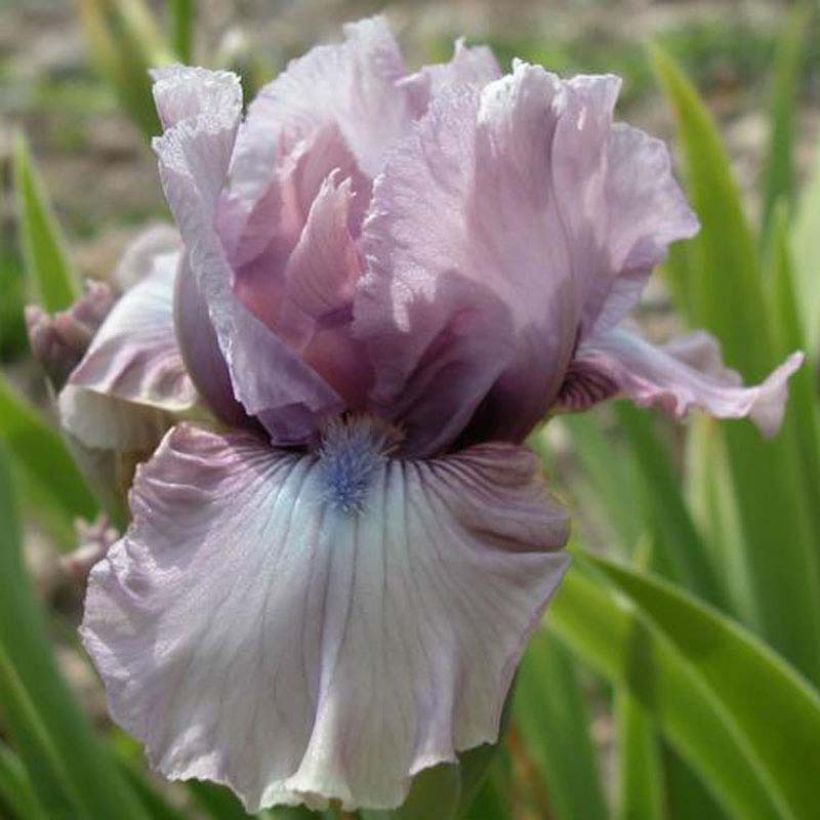 Iris Donegal - Schwertlilie (Blüte)