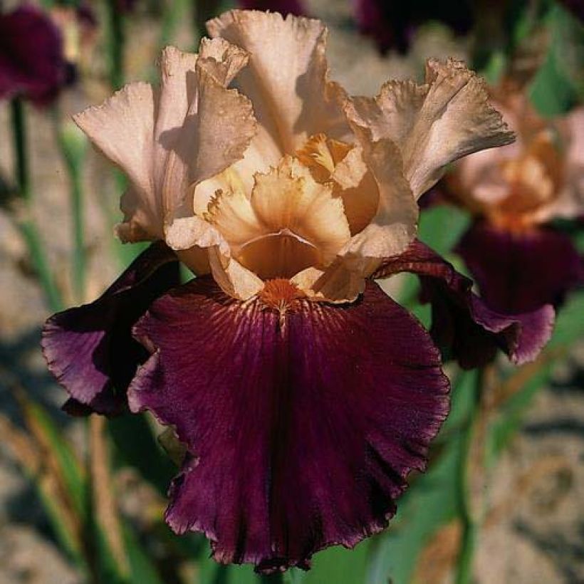 Iris Double Espoir - Schwertlilie (Blüte)