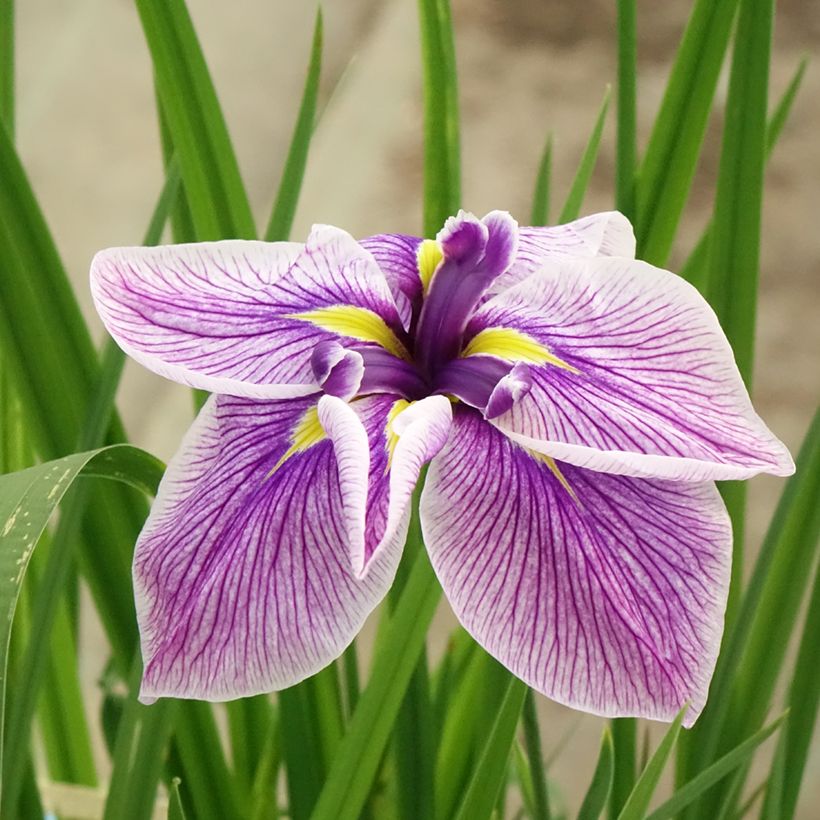 Iris ensata Dinner plate Cheese Cake - Japanische Schwertlilie (Blüte)