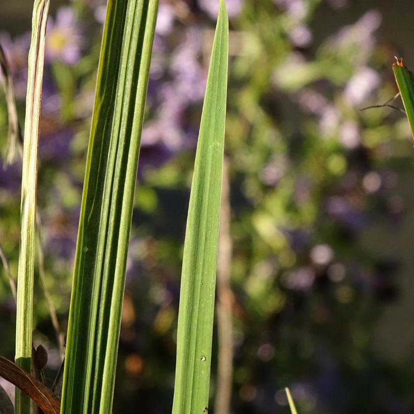 Iris ensata Dinner Plate Sundae - Japanische Schwertlilie (Laub)