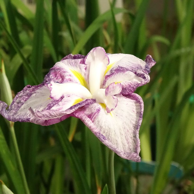 Iris ensata Dinner Plate Tiramisu - Japanische Schwertlilie (Blüte)