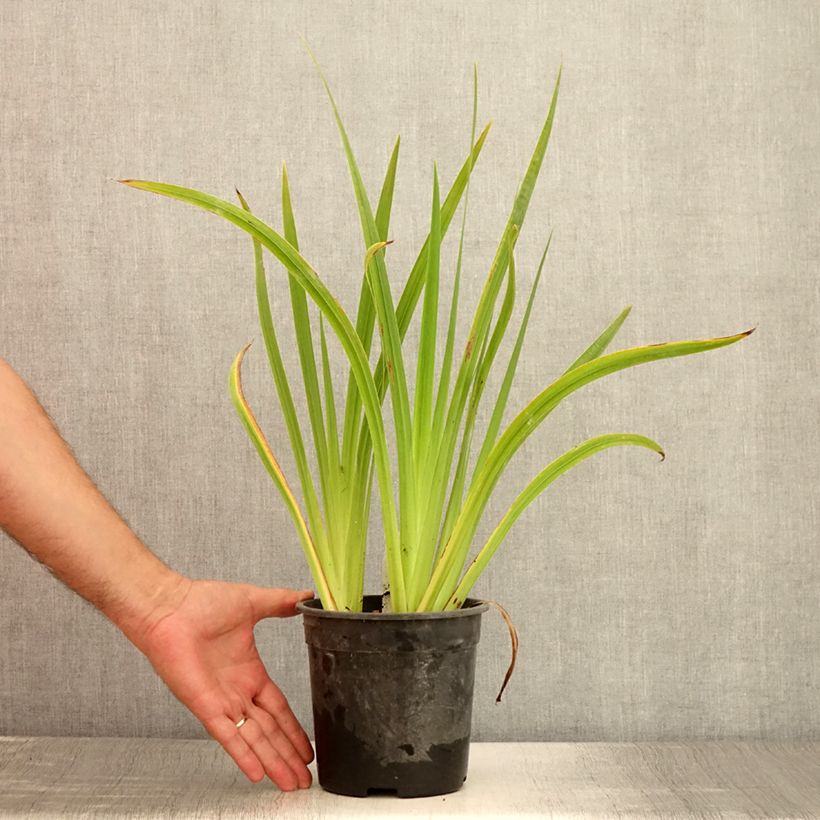 Exemplar von Iris du Japon - Iris ensata Sugar Dome - Pot de 2L/3L wie im Sommer geliefert