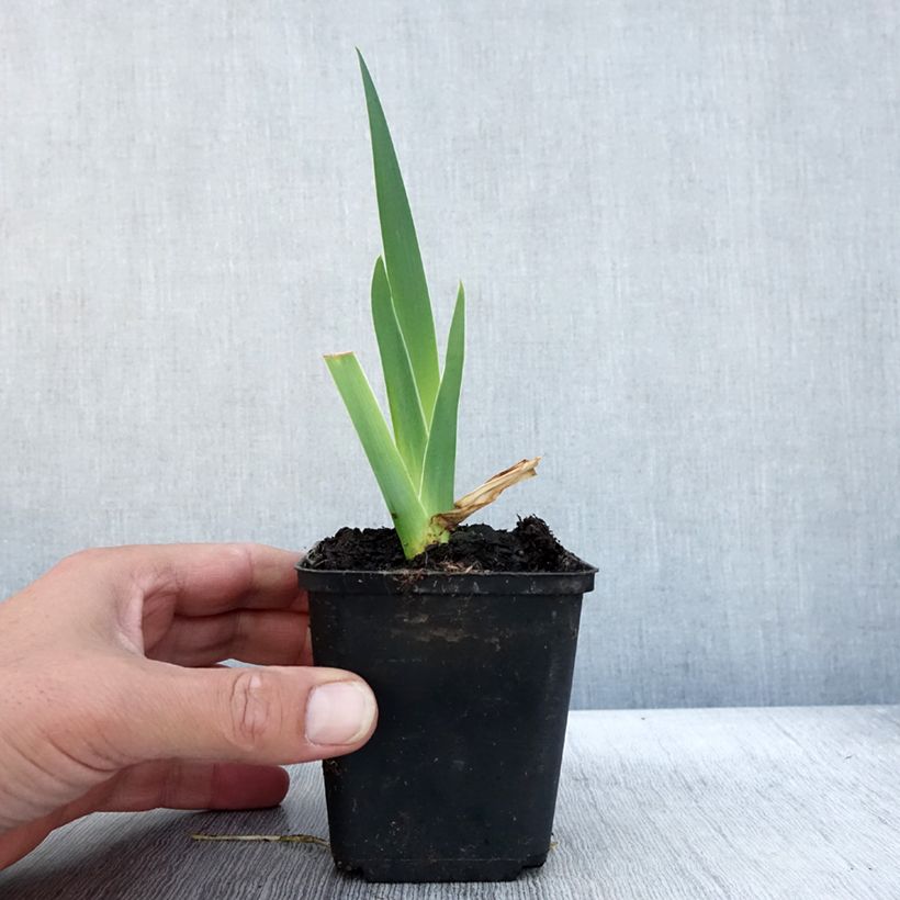 Exemplar von Iris germanica Bébé Rose - Iris de bordure Rhizome, Calibre 10/15, qualité extra wie im Herbst geliefert