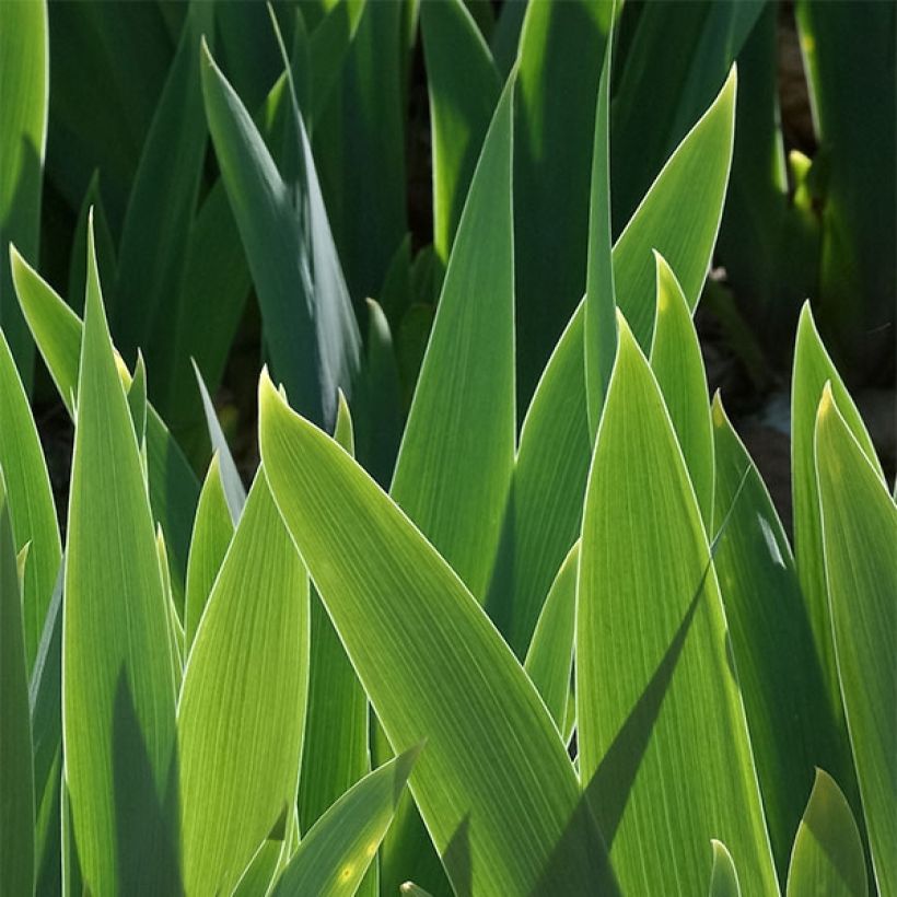 Iris Bleu de Gien - Schwertlilie (Laub)