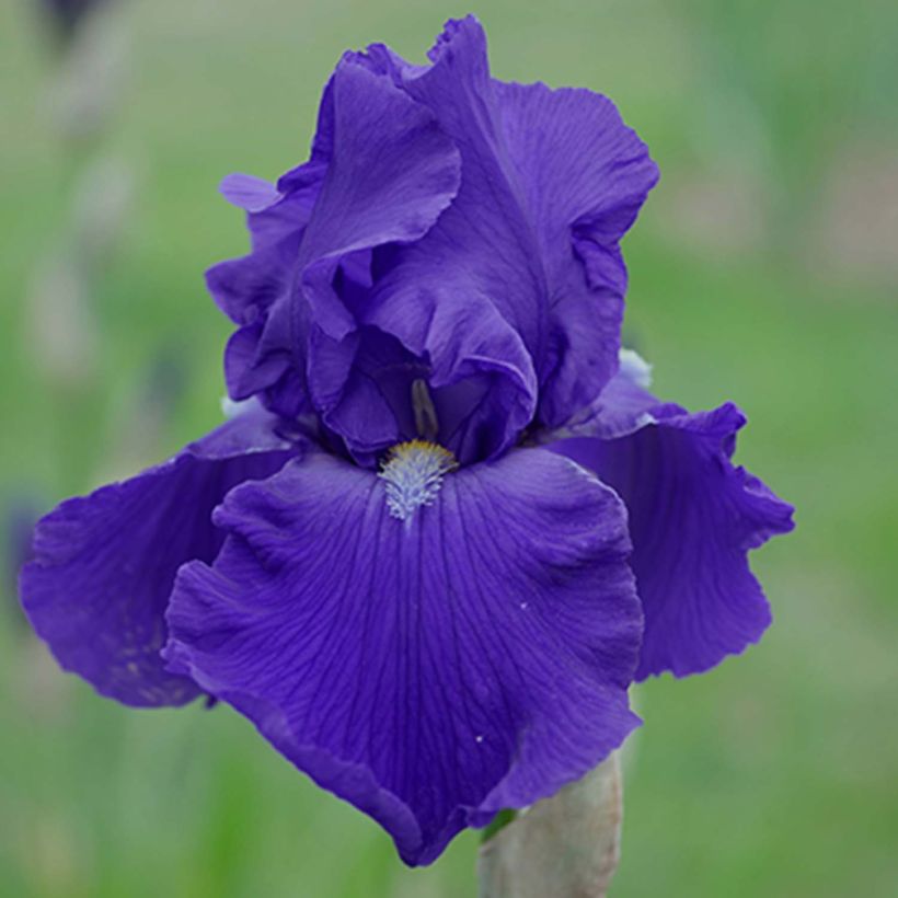 Iris Bleu de Gien - Schwertlilie (Blüte)