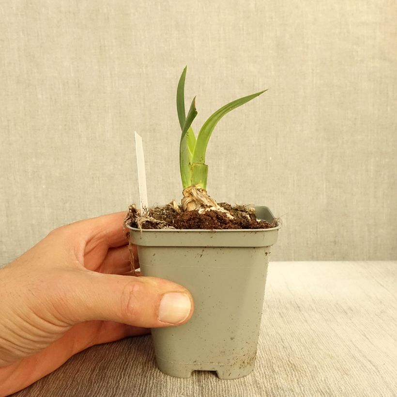 Exemplar von Iris germanica Bullwinkle - Iris de bordure Rhizome ou godet wie im Herbst geliefert