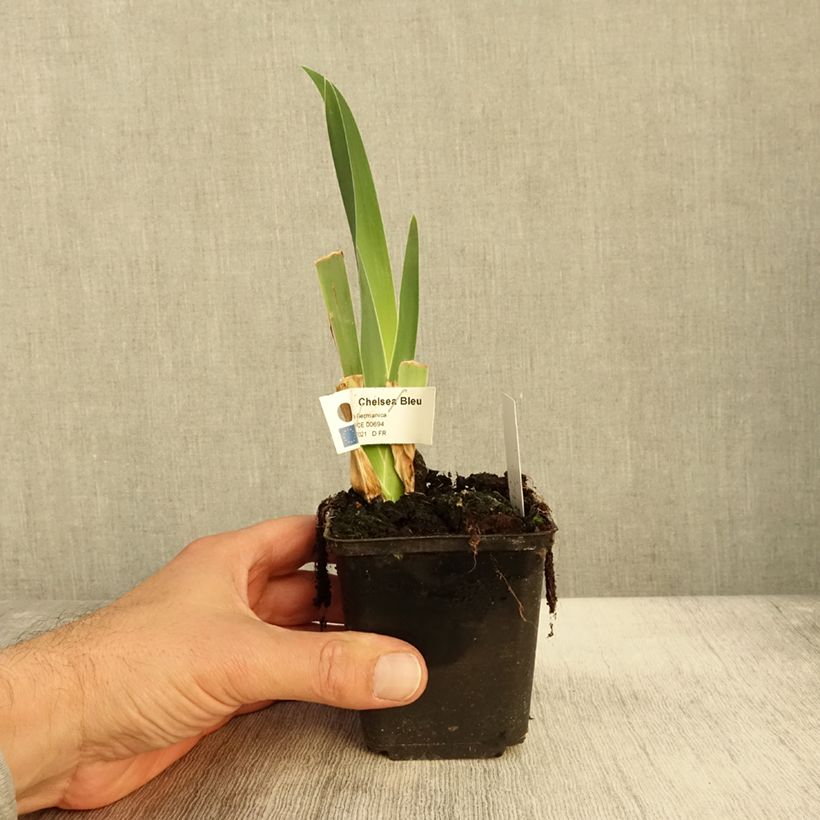 Exemplar von Iris germanica Chelsea Bleu Rhizome wie im Herbst geliefert