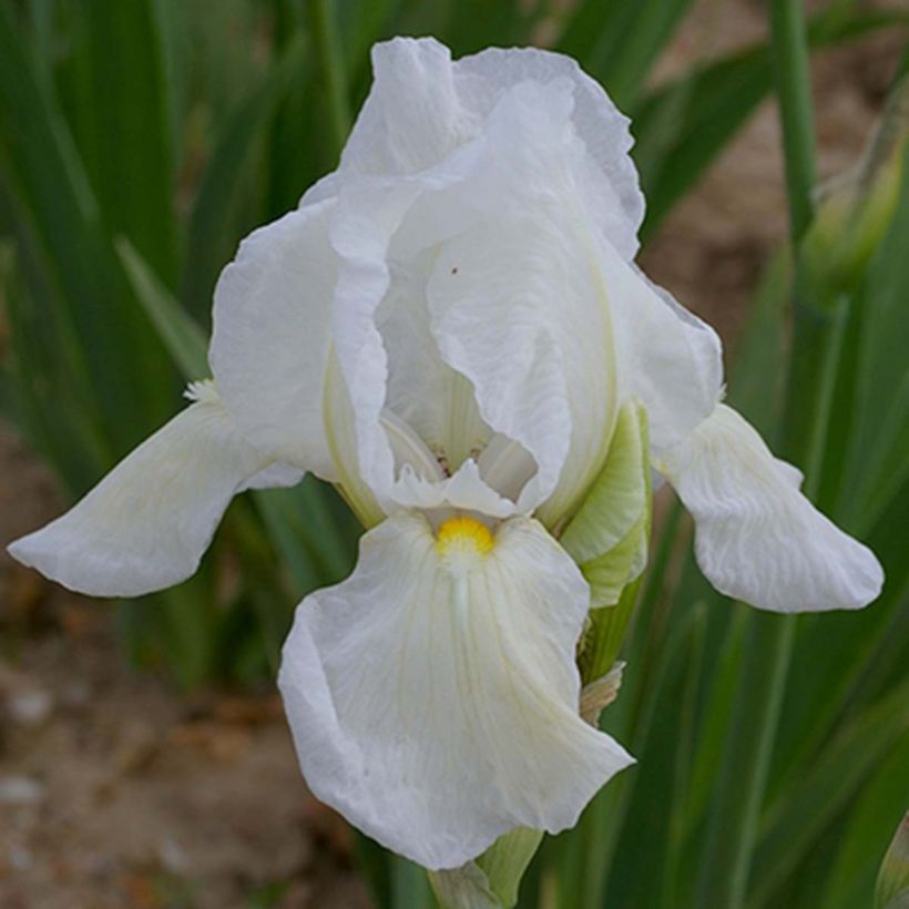 Iris Dame Blanche - Schwertlilie (Blüte)