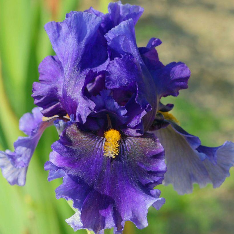 Iris Deep Dark Secret - Schwertlilie (Blüte)