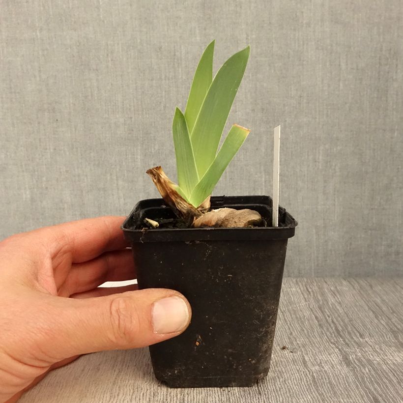 Exemplar von Iris germanica Dernier Cri - Iris des Jardins - Rhizome ou godet wie im Frühjahr geliefert