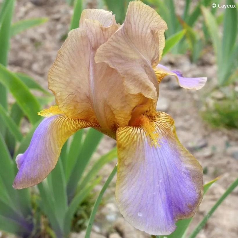 Iris Evolution - Schwertlilie (Blüte)