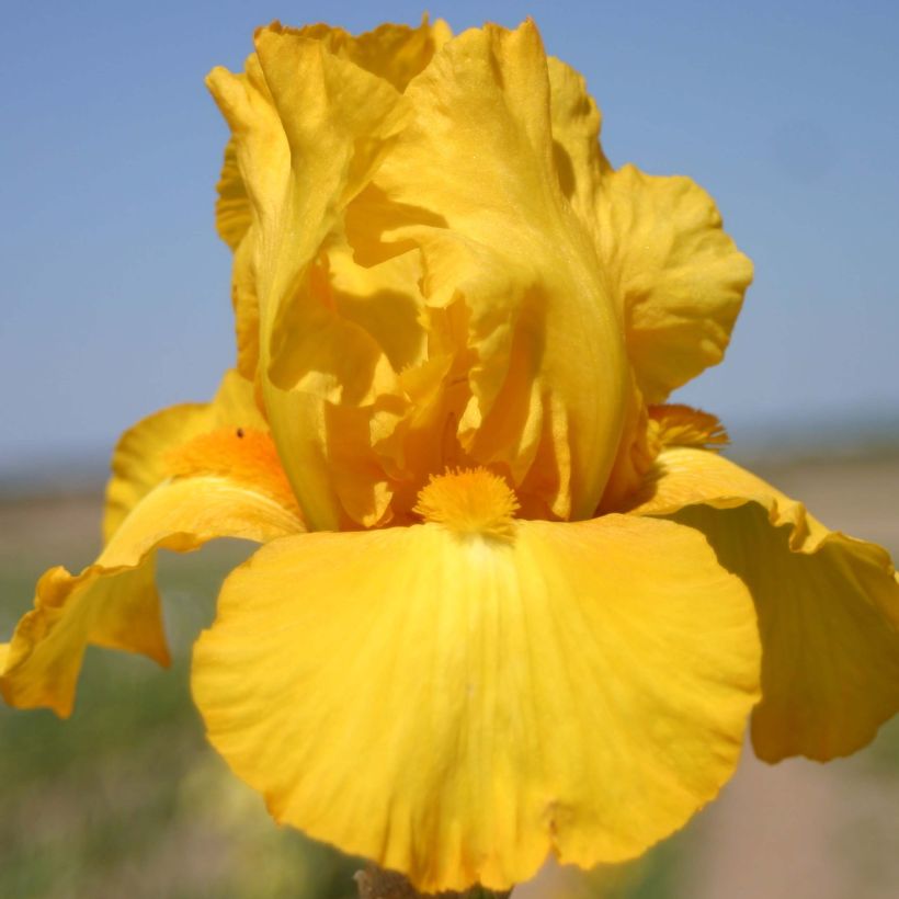 Iris Gold Galore - Schwertlilie (Blüte)