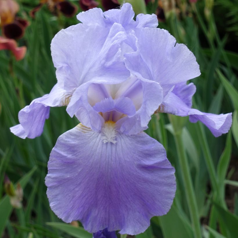 Iris Harbor Blue - Schwertlilie (Blüte)