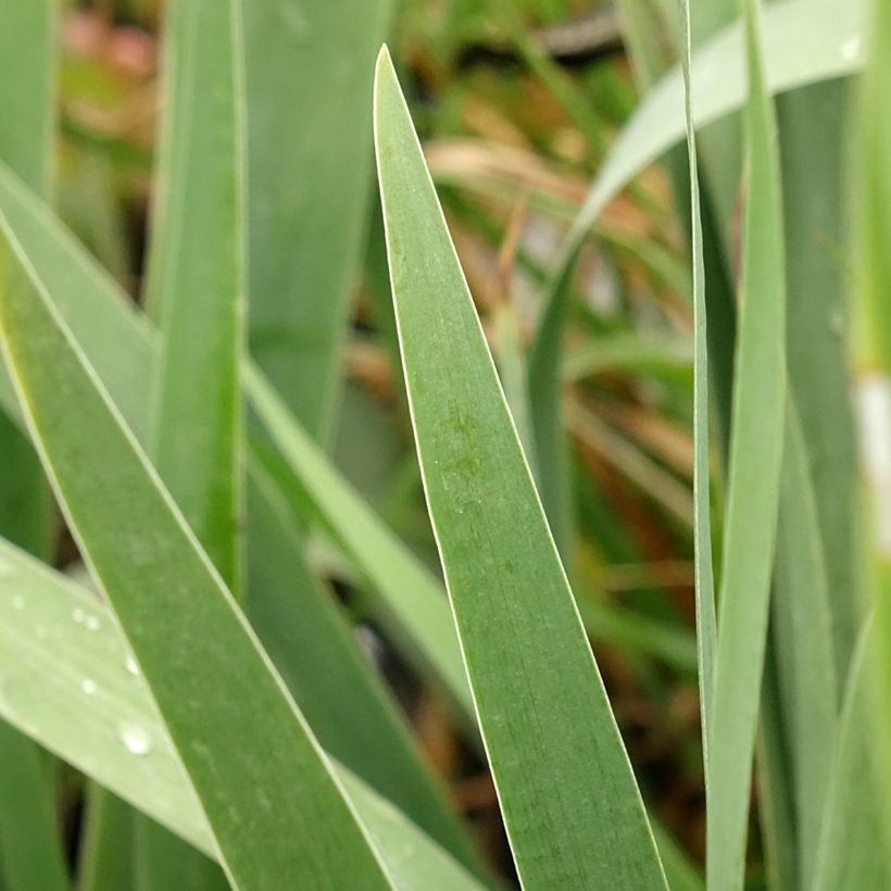 Iris Harbor Blue - Schwertlilie (Laub)