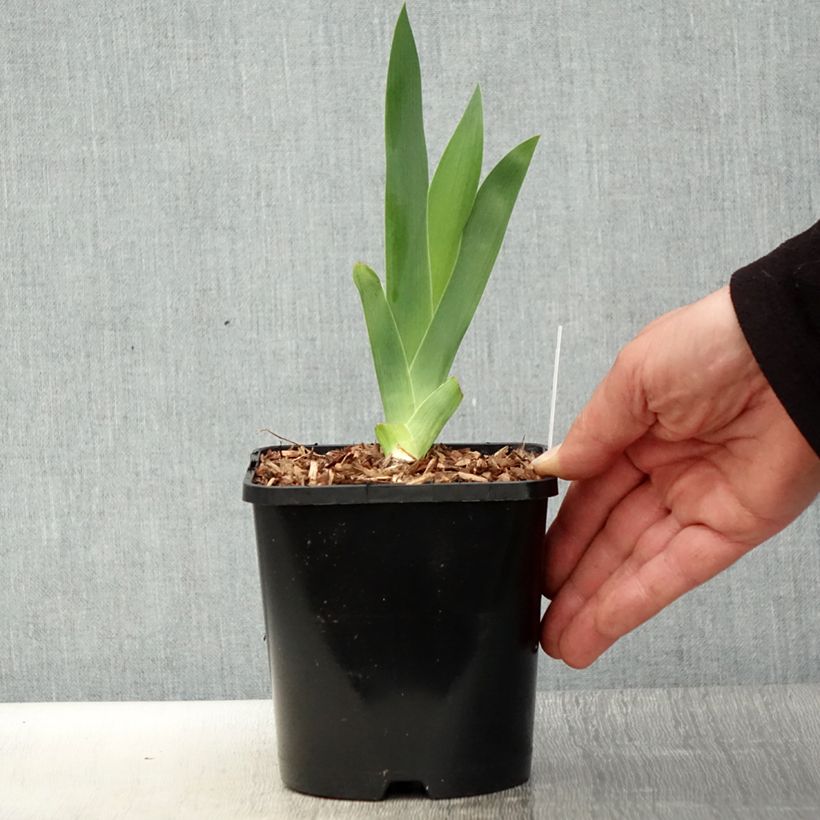 Exemplar von Iris germanica Harbor Blue - Iris des jardins - Pot de 1,5L/2L wie im Frühjahr geliefert