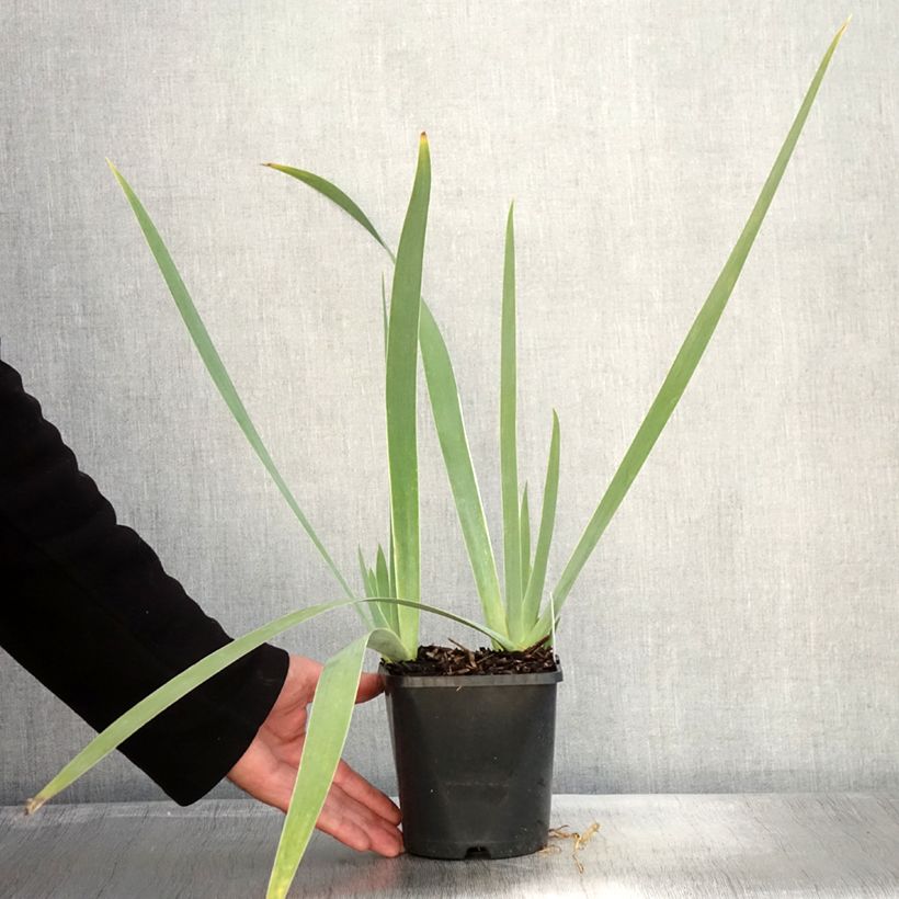 Exemplar von Iris germanica Immortality - Iris des Jardins - Pot de 1,5L/2L wie im Herbst geliefert