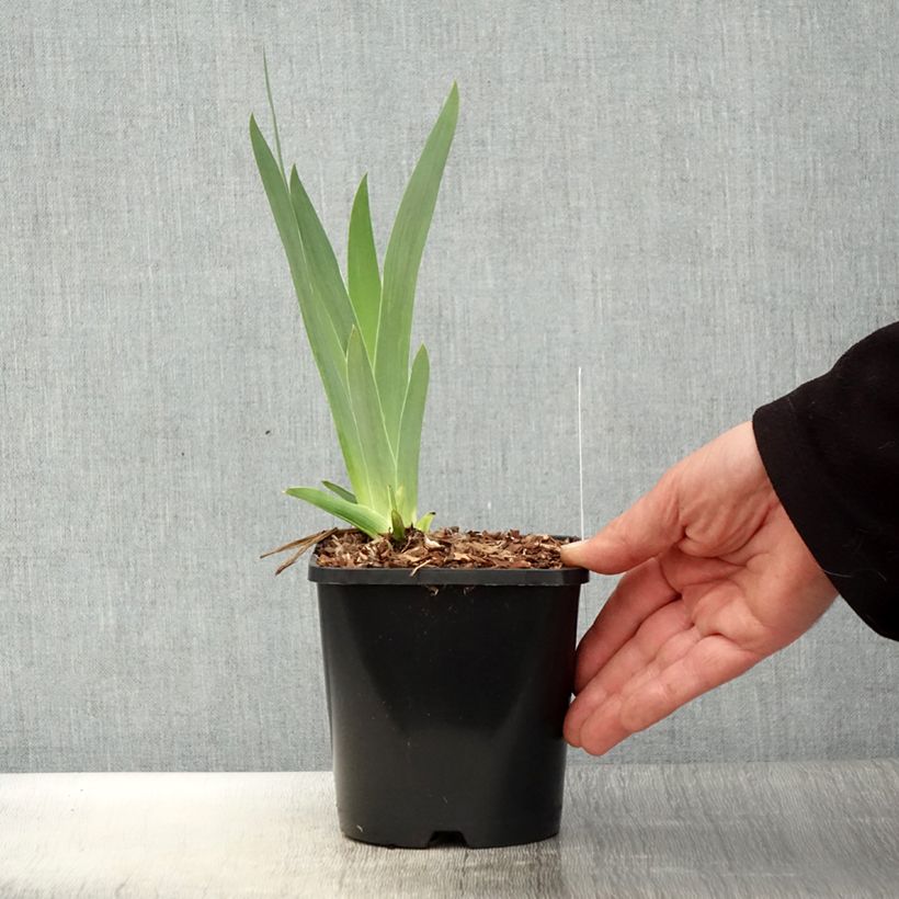 Exemplar von Iris germanica Immortality - Iris des Jardins - Pot de 1,5L/2L wie im Frühjahr geliefert