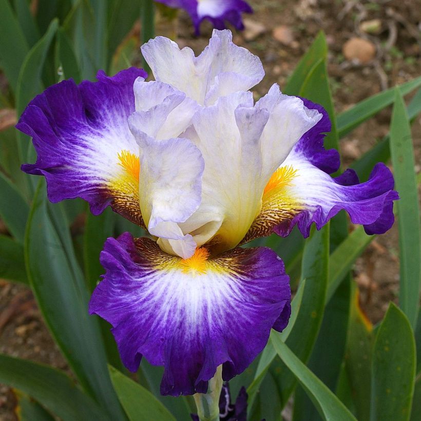 Iris Irisades - Schwertlilie (Blüte)