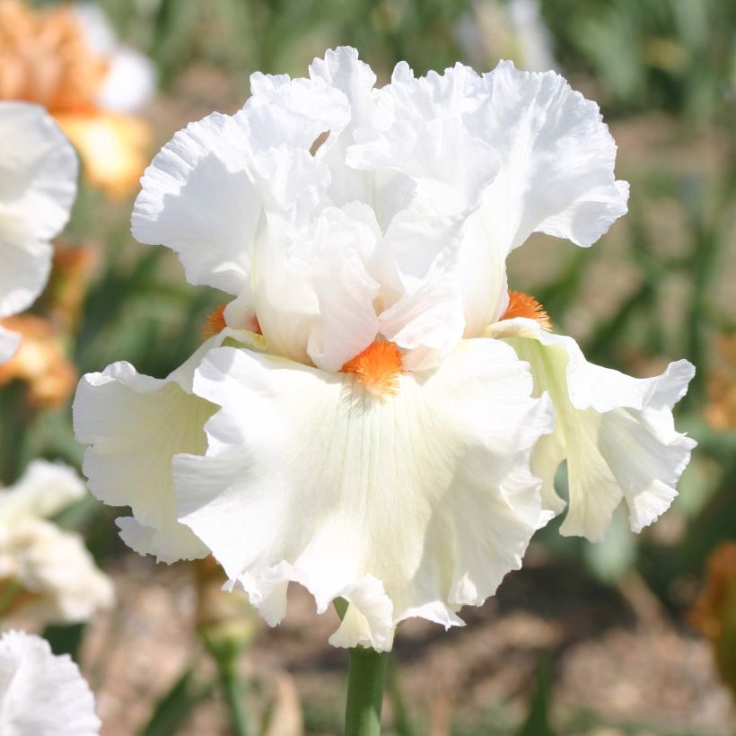 Iris Lark Ascending - Schwertlilie (Blüte)