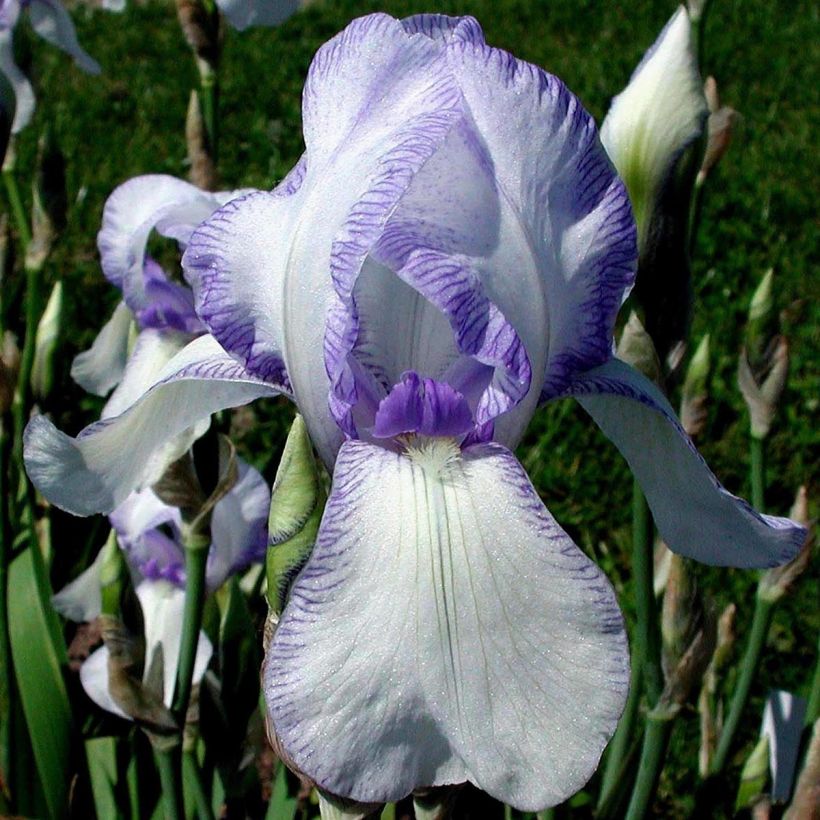 Iris Ma Mie - Schwertlilie (Blüte)