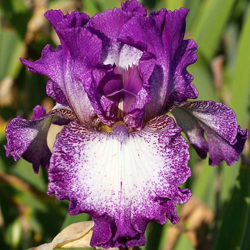 Iris Mariposa Autumn - Schwertlilie (Blüte)