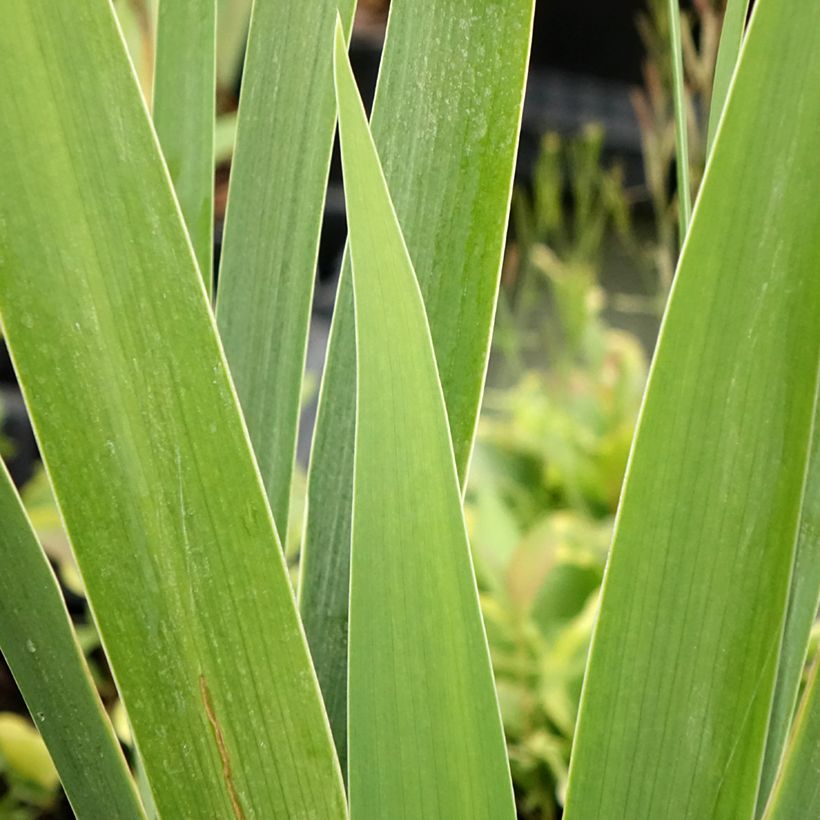 Iris Natchez Trace - Schwertlilie (Laub)