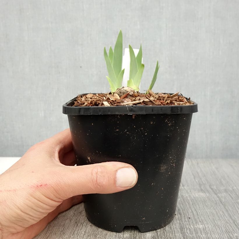 Exemplar von Iris germanica Natchez Trace - Iris des Jardins  - Pot de 1,5L/2L wie im Frühjahr geliefert