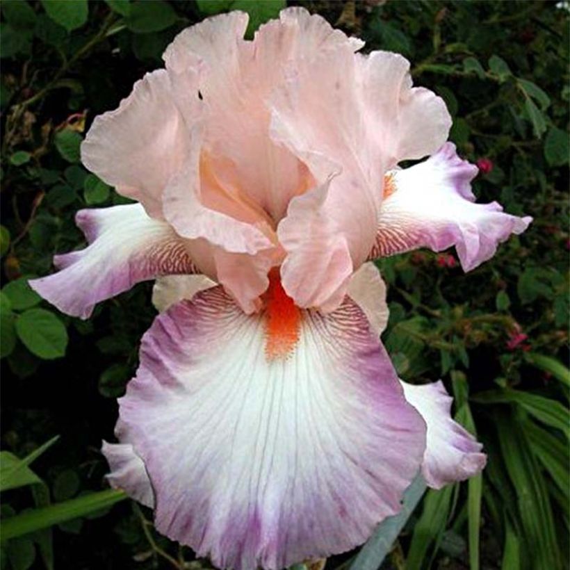 Iris Poésie - Schwertlilie (Blüte)